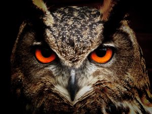 owl-50267-300x225.jpg