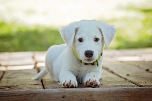 puppy-1903313-2-300x200.jpg