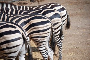 zebra-2821113_1920-300x200.jpg