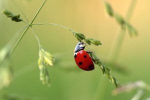 ladybug-1480102-300x200.jpg