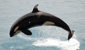 orca-590541-300x177.jpg