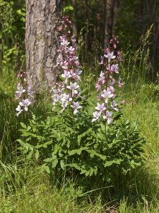 Dictamnus_albus_LC0401-225x300.jpg