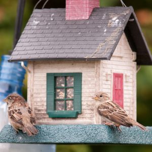 birds-314264-300x300.jpg
