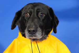 dog-2760786-300x201.jpg