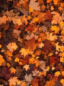 fall-foliage-111315_1920-225x300.jpg