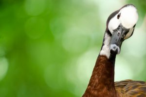 goose-316665_1280-300x199.jpg