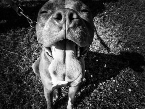 pit-bull-246206-300x225.jpg