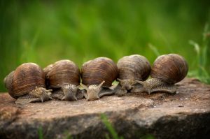 snail-2983235-1-300x199.jpg