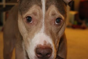 dog-842727-300x200.jpg