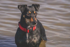 jack-russel-terrier-4229115-300x200.jpg