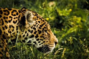 jaguar-1807171-300x200.jpg