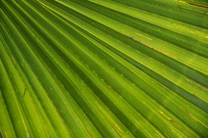 palm-366843_1920-300x200.jpg