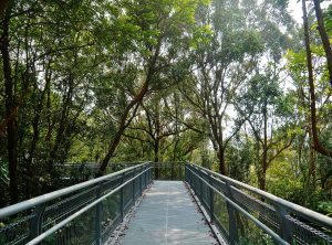 1280px-Singapore_Southern_Ridges_Hilltop_Walk_06-300x222.jpg