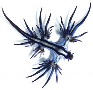 Glaucus_atlanticus_1_cropped-300x291.jpg