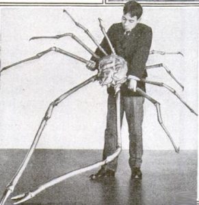 Japanese_spider_crab-291x300.jpg