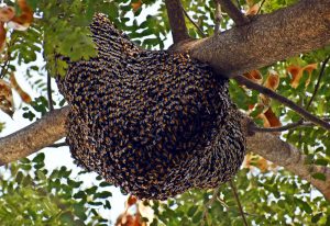 beehive-3960986-300x206.jpg