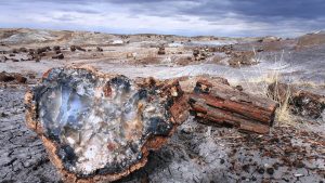 petrified-forest-293076_1920-300x169.jpg