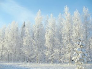 winter-2683845_1920-300x224.jpg