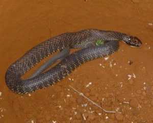 750px-Tiger_snake_2-300x240.jpg
