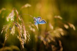 butterfly-1938978_1920-300x199.jpg
