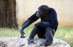 chimpanzee-88993-300x192.jpg