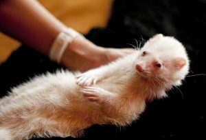 ferret-1215159-300x203.jpg
