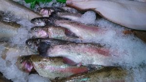 fish-220010-300x169.jpg