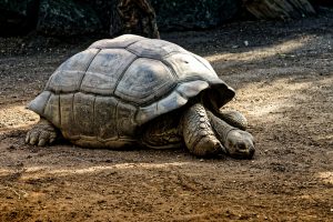 giant-tortoises-4461315-300x200.jpg
