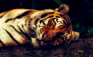 tiger-2530158-300x186.jpg
