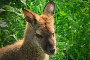 wallaby-4279534-300x200.jpg