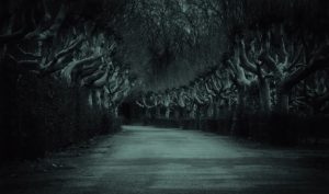 avenue-3916093-300x177.jpg