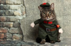 cat-3479185-300x195.jpg