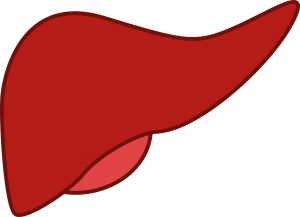 liver-148108-300x217.png