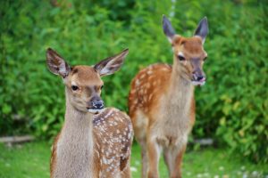roe-deer-1482712-300x200.jpg