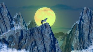 wolf-2020777-300x169.jpg