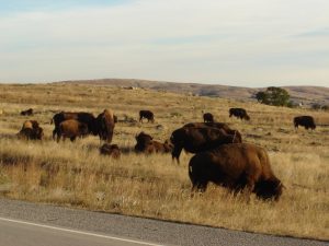 Wichita_Mountains_Wildlife_Refuge_OK_-_panoramio-300x225.jpg