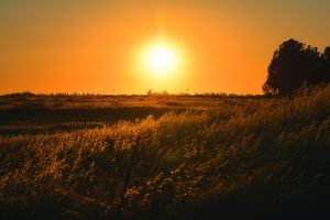 grass-field-during-sunset-1184556-300x200.jpg