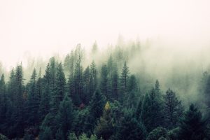 nature-forest-trees-fog-4827-300x200.jpg