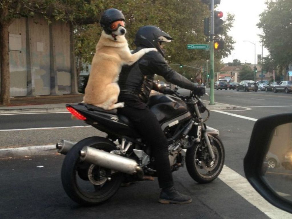 15-Dumb-Moments-Road-Left-People-Speechless-Pinterest.jpg.optimal.jpg