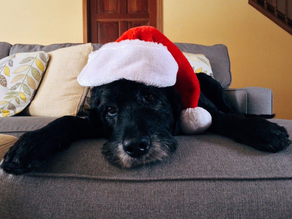 dog-1926763_1920pixabay.jpg.optimal.jpg