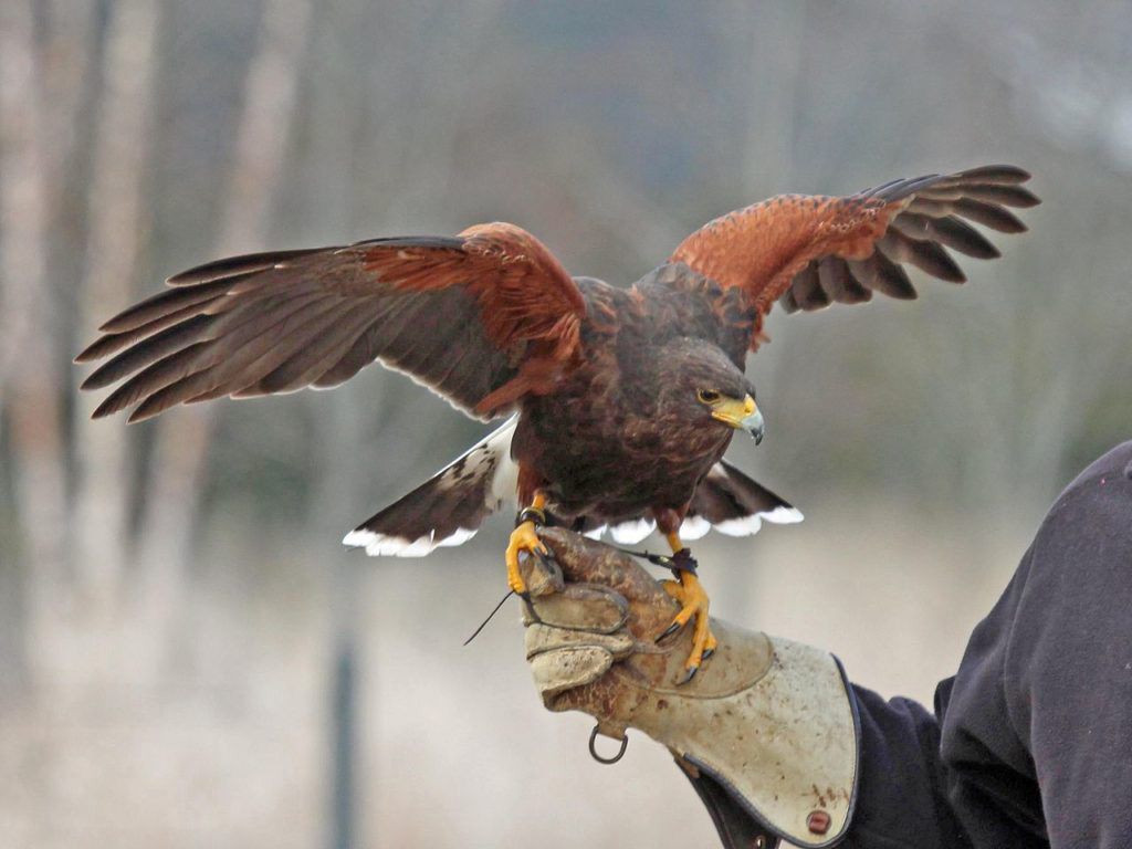 resize1280px-Harris_Hawk_RWD2-1024x768-1.jpg.optimal.jpg