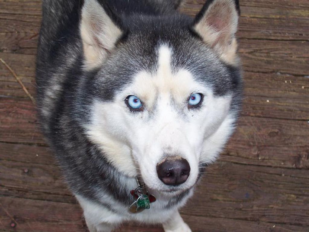 resizeSiberian_Husky_blue-eyed.jpg.optimal.jpg