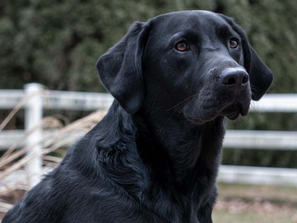resizeblack-lab-4771308-1024x683-1.jpg.optimal.jpg