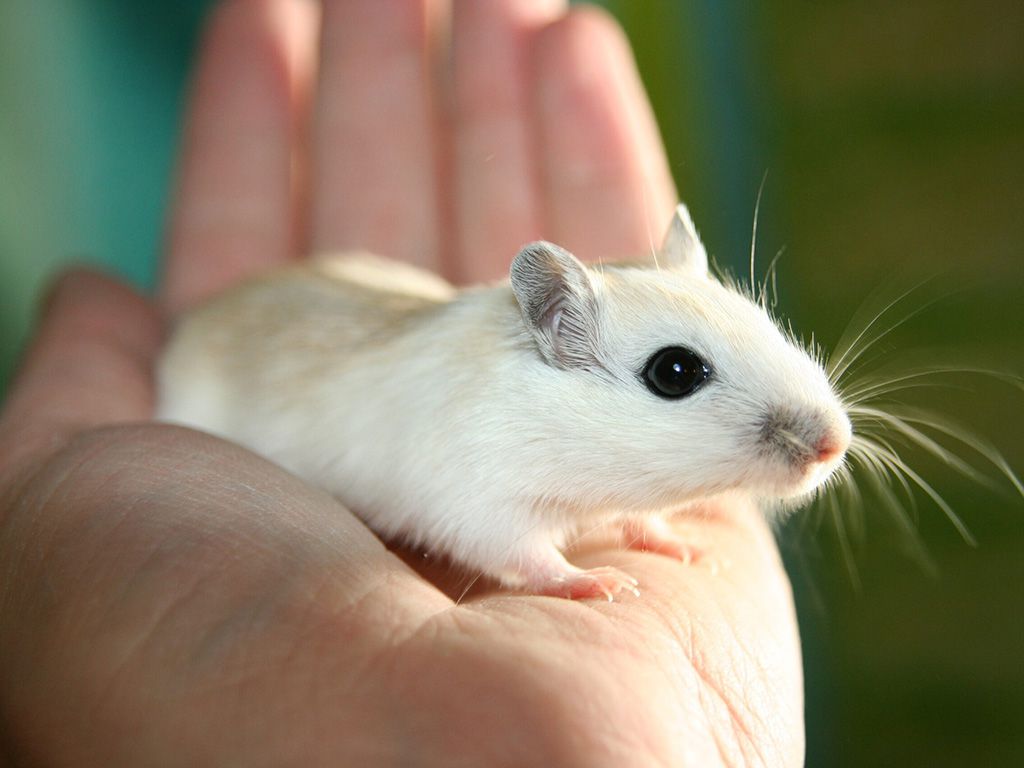 resizehand-sun-sweet-mouse-cute-pet-1385729-pxhere.jpg.optimal.jpg