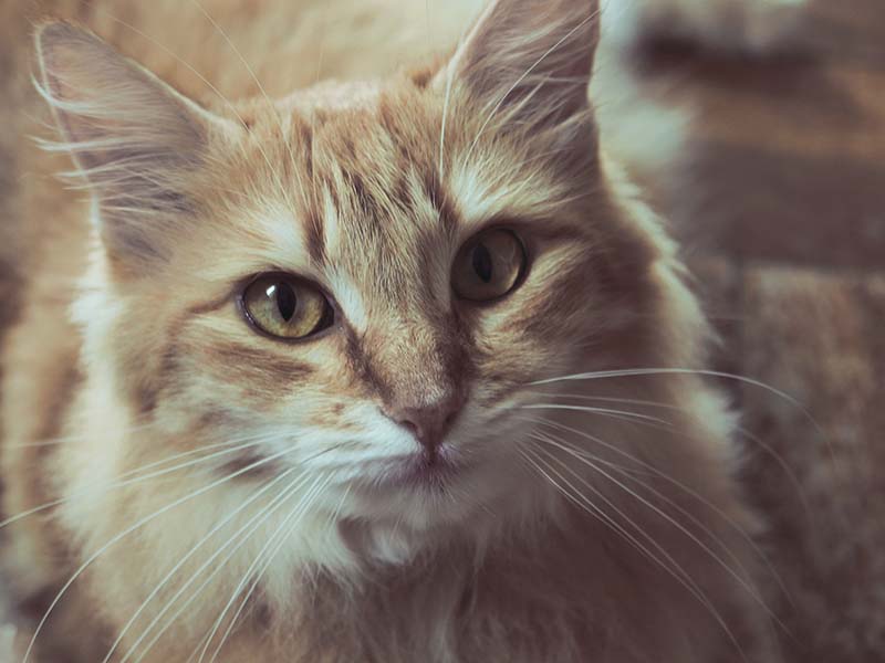 9-pexels-bruno-abdiel-244848.jpg