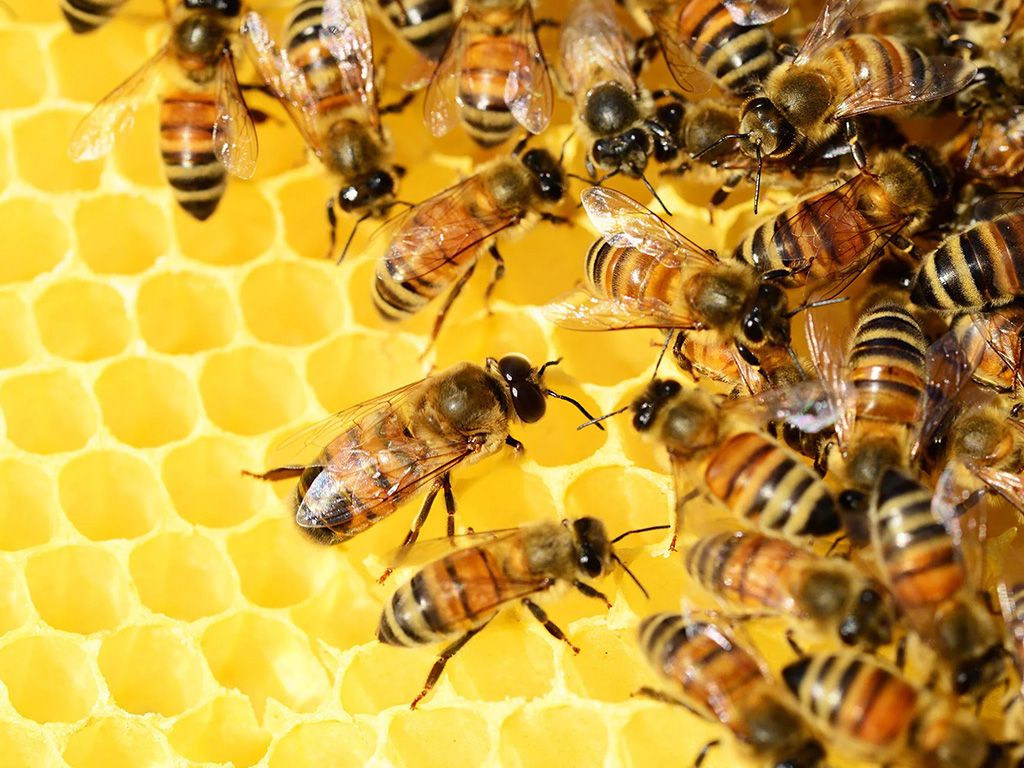 resizegenetic-factor-honey-bee-life-spans-50-shorter-now-compared-v0-NmkwqKqGUBBzaPLUcwqdWrRS2BcPRNgLKige1EwxU_w.jpg.optimal.jpg